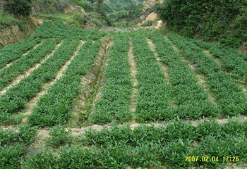 永安葛里栟榈山风景区第 16 张图片