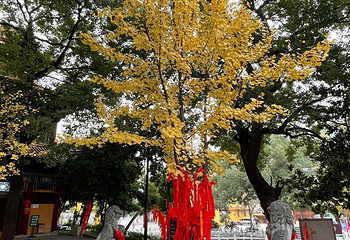 宝通禅寺第 12 张图片