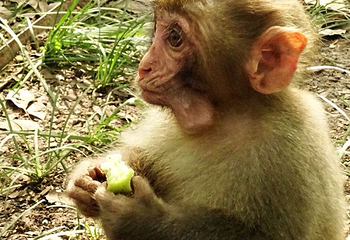武汉东湖猴岛第 21 张图片