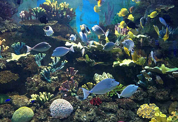 盐城海昌海洋探索馆第 61 张图片
