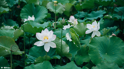花溪十里河滩湿地公园第 13 张图片