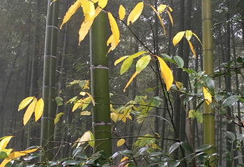 云岫寺第 3 张图片