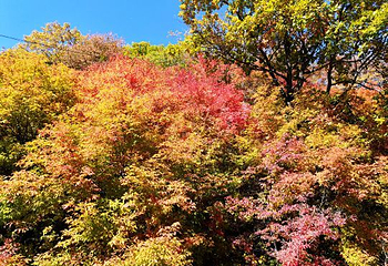 天女山森林公园第 34 张图片