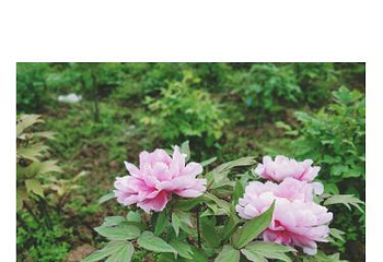 长寿菩提山文化旅游景区第 12 张图片