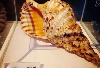 贝壳梦幻世界第 96 张图片