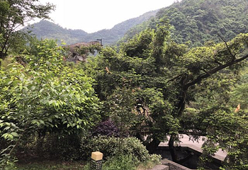 香榧森林公园第 42 张图片