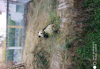 阆中熊猫乐园第 46 张图片