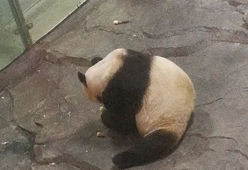 下渚湖熊猫园第 34 张图片