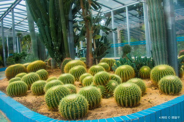 湛江南亚热带植物园第 5 张图片