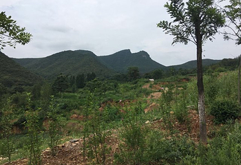 荆紫仙山第 39 张图片