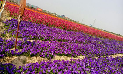 凤凰花海第 37 张图片