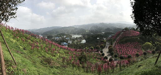 南湖多彩植物园第 58 张图片