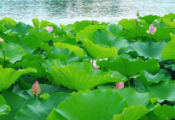 洪湖生态旅游区第 27 张图片