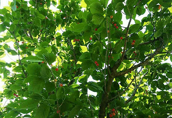 稗子刘家茶园第 17 张图片