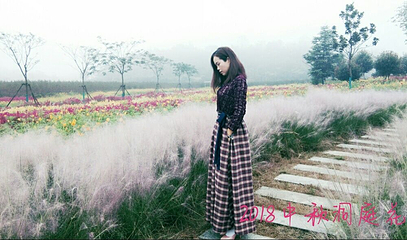 常德洞庭玫瑰花海第 19 张图片