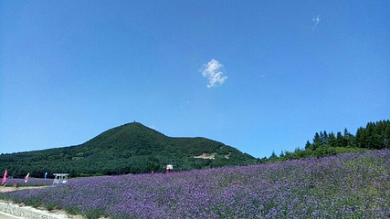 岗山花海第 21 张图片