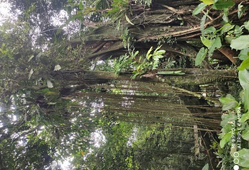 海南百花岭热带雨林文化旅游区第 54 张图片
