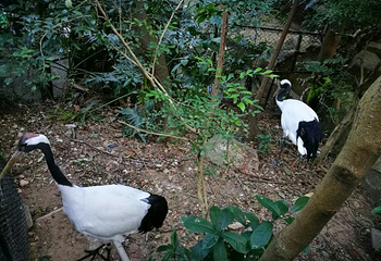 鸣春谷第 14 张图片