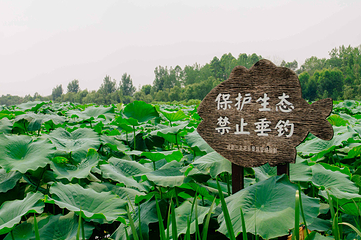 三圣花乡旅游区第 21 张图片