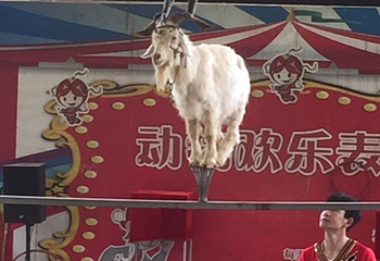 桂林动物园第 43 张图片