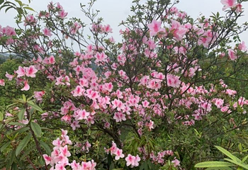 金兰花谷景区第 11 张图片