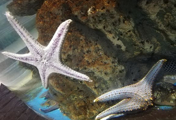 绵阳海底世界第 8 张图片