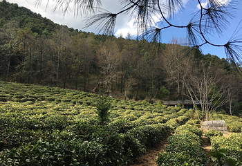 桃溪谷生态庄园第 2 张图片