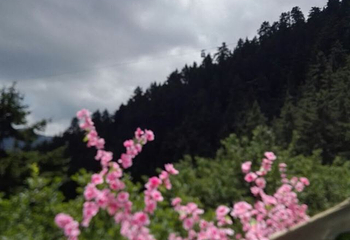 兴隆山自然保护区第 31 张图片