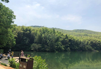 石塘竹海第 7 张图片
