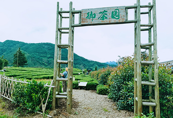 大木山茶园景区第 15 张图片