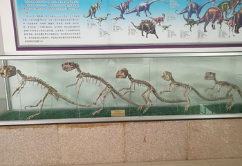 山东省天宇自然博物馆第 20 张图片