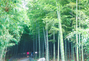 杭州植物园第 46 张图片