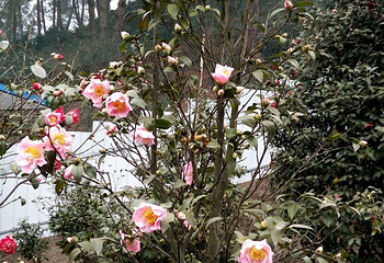 龙茶花海第 33 张图片