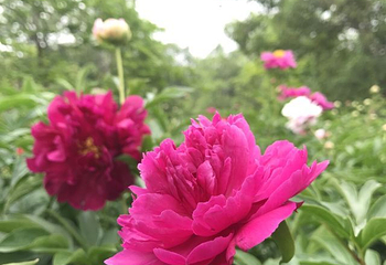 扬州芍药园第 22 张图片
