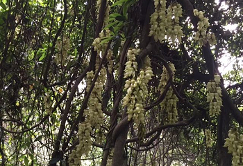 五彩禾雀花基地第 12 张图片