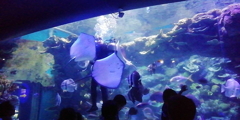 欢乐海岸海洋奇梦馆第 27 张图片