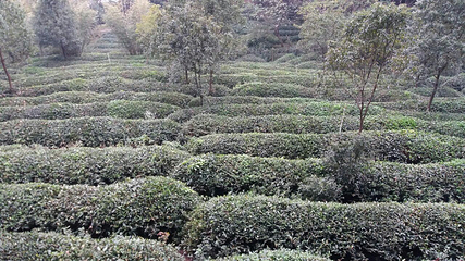 花乡茶谷旅游景区第 76 张图片