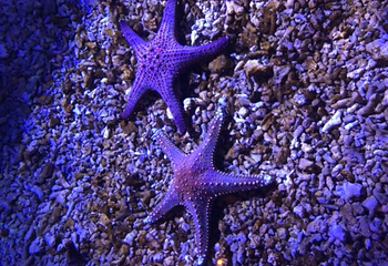 波塞冬海底世界第 76 张图片