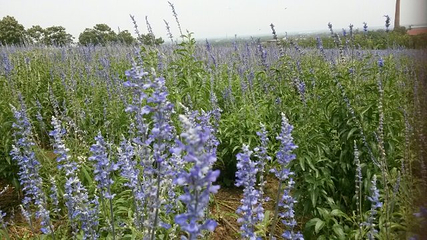 紫海芳庭薰衣草庄园第 20 张图片