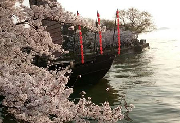 中日樱花友谊林第 3 张图片