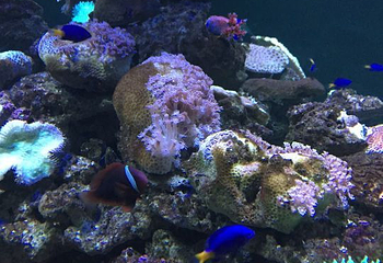 阳江沙扒景隆海洋馆第 9 张图片