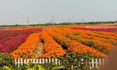 凤凰花海第 38 张图片