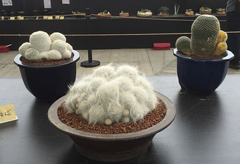 上海多肉植物展第 13 张图片