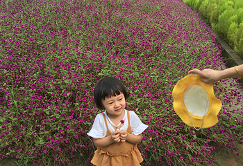 凤凰花果山景区第 11 张图片