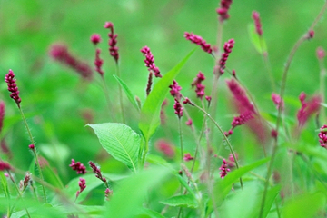 烟集花海薰衣草庄园第 29 张图片