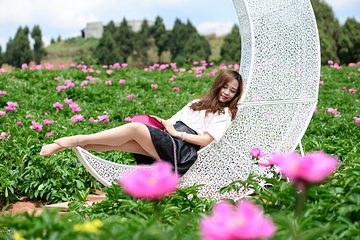 广兴芍药园第 12 张图片