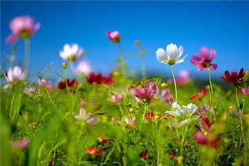 花甸坝第 6 张图片