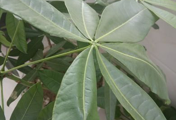 合肥植物园第 31 张图片