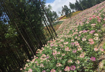 苏马荡大花谷景区第 22 张图片