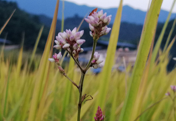 欧家梯田第 96 张图片